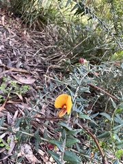 Bossiaea cinerea