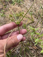 Cyperus grayioides