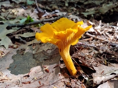 Cantharellus