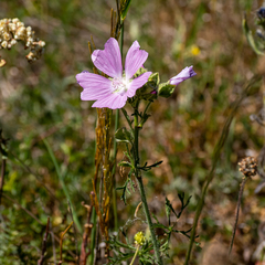 Malva moschata