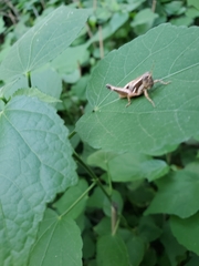 Melanoplini