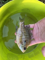 Lepomis macrochirus