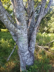 Cladrastis kentukea