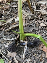 Symplocarpus foetidus