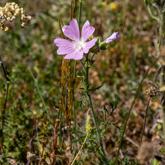 Malva moschata