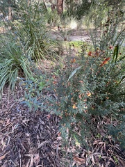 Bossiaea cinerea