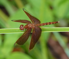 Neurothemis fluctuans