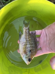 Lepomis macrochirus