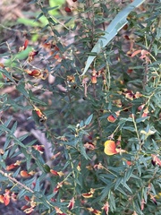 Bossiaea cinerea