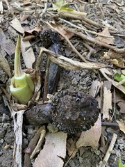 Symplocarpus foetidus