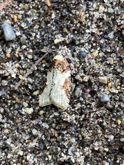 Acleris gloveranus