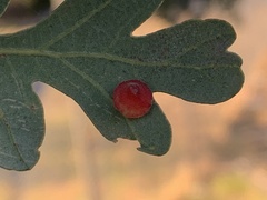 Andricus kingi
