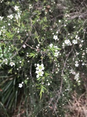 Leptospermum polygalifolium