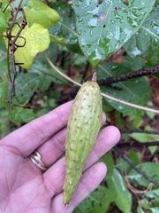 Matelea hirtelliflora