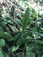 Rhipsalis elliptica