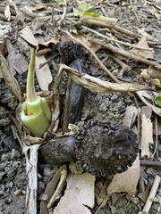 Symplocarpus foetidus