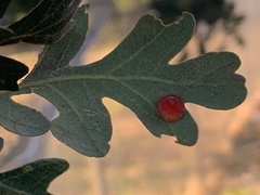 Andricus kingi