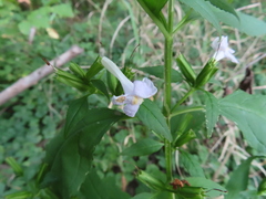 Mimulus alatus