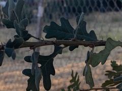 Quercus lobata