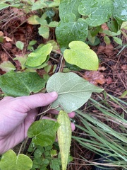 Matelea hirtelliflora