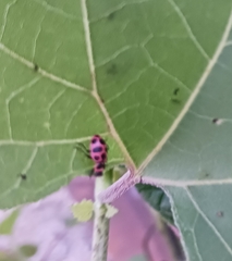 Coleomegilla maculata