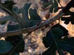 Quercus lobata