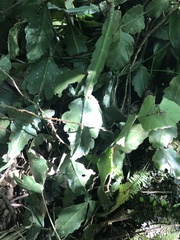 Rhipsalis elliptica