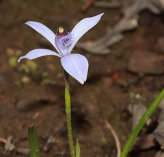 Pheladenia deformis