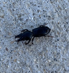 Scarites subterraneus