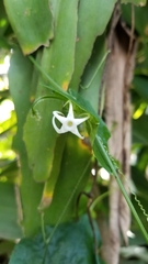 Rytidostylis gracilis