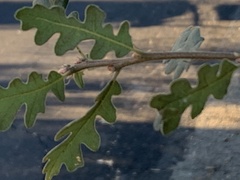 Quercus lobata