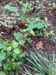 Matelea hirtelliflora