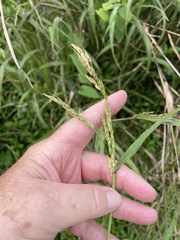 Sorghum