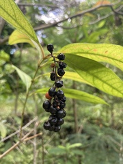 Citharexylum caudatum