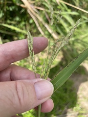 Sorghum