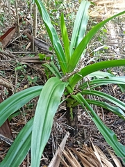 Crinum pedunculatum