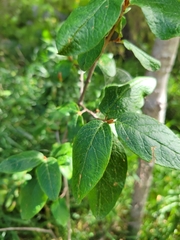 Shepherdia canadensis