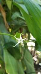 Rytidostylis gracilis