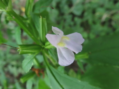 Mimulus alatus