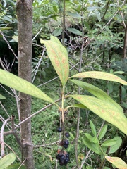 Citharexylum caudatum