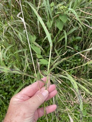 Sorghum