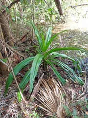 Crinum pedunculatum