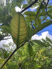 Citharexylum caudatum