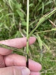Sorghum