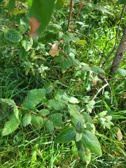 Shepherdia canadensis