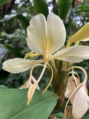 Hedychium flavescens