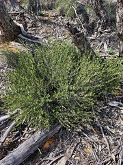 Dodonaea bursariifolia