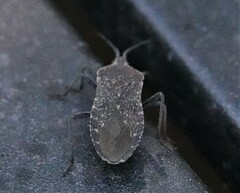 Anasa tristis