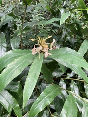 Hedychium flavescens