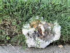 Pseudoinonotus dryadeus